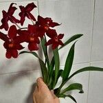 Cattleya wittigiana പുഷ്പം