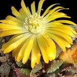 Aloinopsis