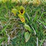 Ophrys lutea 花