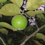 Citrus × aurantiifolia Плод