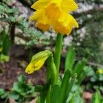 Narcissus jonquilla Habit