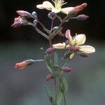 Hypericum australe Blüte