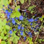 Gentiana prostrata Flower