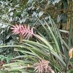 Aechmea distichantha花