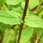 Hypericum undulatum Lapas