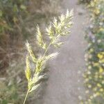 Trisetum paniceum 花