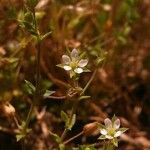 Arenaria leptoclados Other