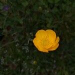 Ranunculus montanus Кветка