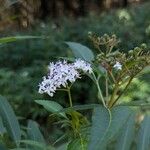 Sambucus ebulusЦвят