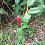 Costus woodsonii Fruit