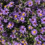 Symphyotrichum oblongifolium 花