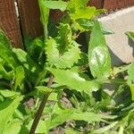 Sonchus oleraceus Folha