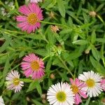 Erigeron karvinskianus ᱵᱟᱦᱟ