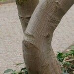 Acer japonicum 樹皮