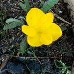 Sternbergia lutea Flower