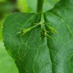 Goodenia ovata Blad