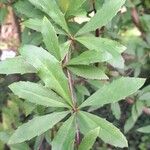 Berberis koehneana Leaf