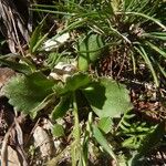 Primula hirsuta Hoja