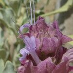 Salvia pachyphylla Flor