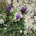 Gentianella campestris Хабит