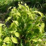 Miconia crenata Leaf