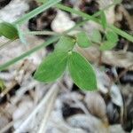 Vicia bithynica Leaf