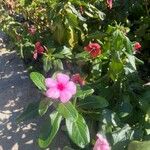 Catharanthus roseusKvet