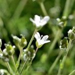 Sabulina tenuifolia Çiçek