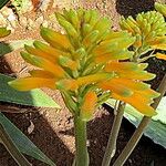 Aloe camperi Květ