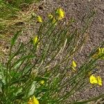 Diplotaxis tenuifolia 葉