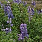 Lupinus nootkatensis Cvijet