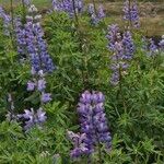 Lupinus nootkatensis Цвят