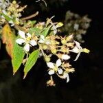 Chaetogastra longifolia Flower