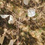 Lunaria annuaFlower