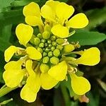 Sinapis arvensis Fula