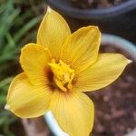 Zephyranthes texanaBlüte