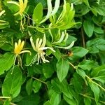 Lonicera japonicaVirág