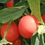 Solanum pseudocapsicum Frucht