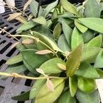 Hoya bilobata Leaf