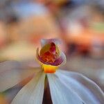 Caladenia catenata Blüte