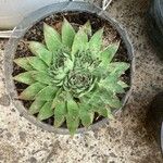 Sempervivum calcareum Лист