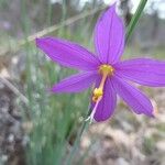 Olsynium douglasii Fiore