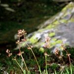 Valeriana celtica Other