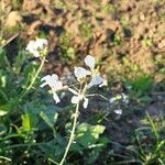 Brassica barrelieri Fleur