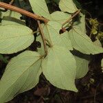 Gouania hypoglauca Leaf