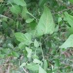 Solanum triquetrum Агульны выгляд