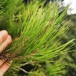 Pinus halepensisপাতা