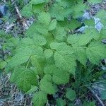 Actaea spicata Elinympäristö