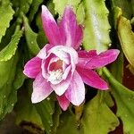 Disocactus phyllanthoides Blüte