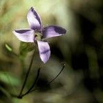 Gentianopsis detonsa Blomma